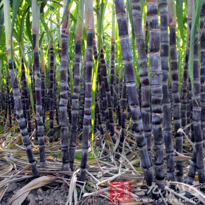 甘蔗的含铁量在各种水果中，雄踞“冠军”宝座，具有“补血果”的美称