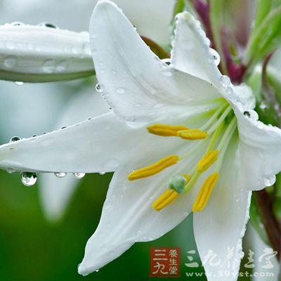 百合中的蛋白质、氨基酸和多糖可提高人体的免疫力