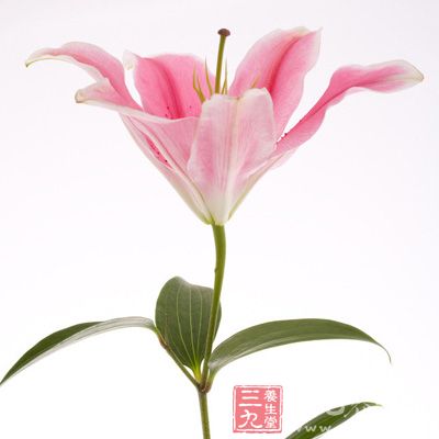 百合的性味是甘微苦，平