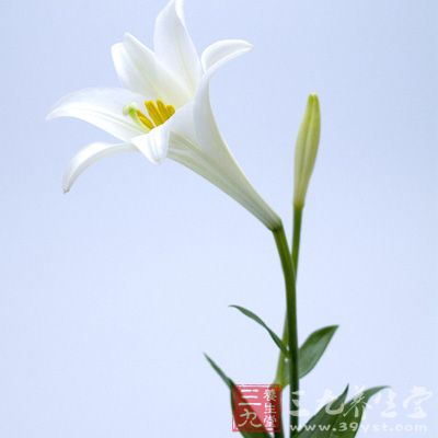 百合含有丰富的秋水仙碱，可用于痛风发作关节痛的辅助治疗