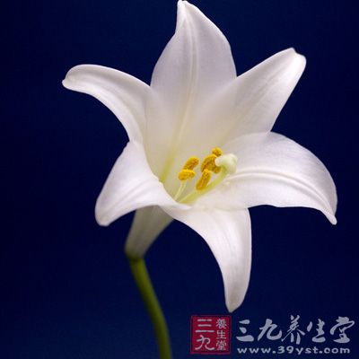 百合的功能主治是润肺止咳，清心安神