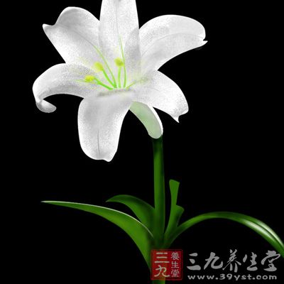 《上海常用中草药》中认为百合能治肺热咳嗽