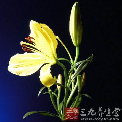 百合具有祛黑淡斑的美容功效