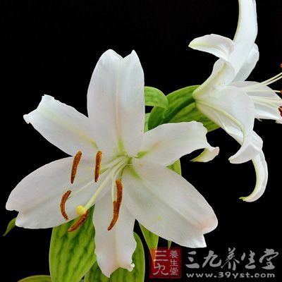 白花百合，或煮或蒸，频食能治肺痈