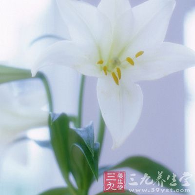 百合具有治支气管扩张、咯血的作用