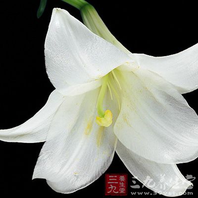 百合能够治疗肺脏壅热烦的问题