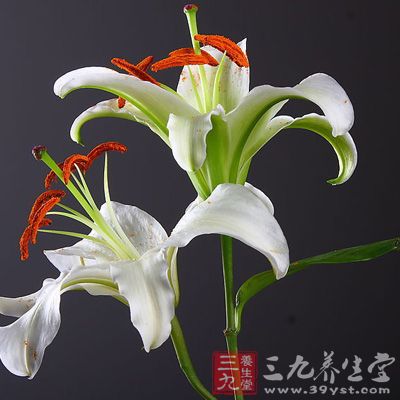 对百合过敏的人不宜吃百合