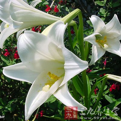 百合30克，冬花15克，水煎服，可治肺热咳嗽，咽干口渴