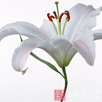 百合含有一种水解秋水仙碱，有滋养安神作用