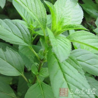 薄荷叶