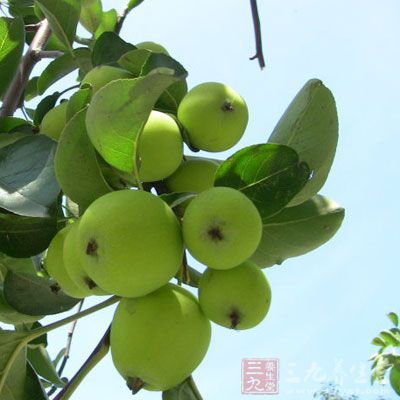 海棠果中的多酚能够抑制癌细胞的增殖