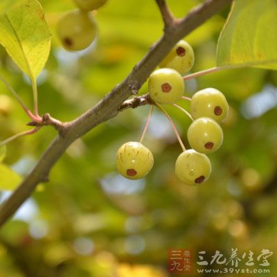 海棠果中单宁酸有助于防止牙周病