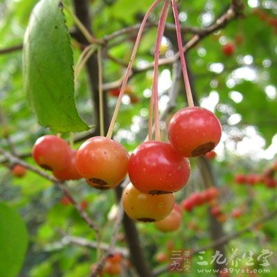 海棠果甜酸爽口，可增进食欲