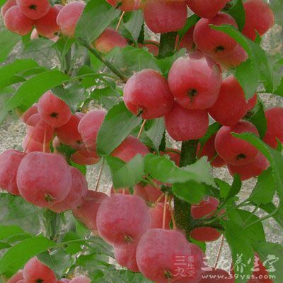 海棠果图片2