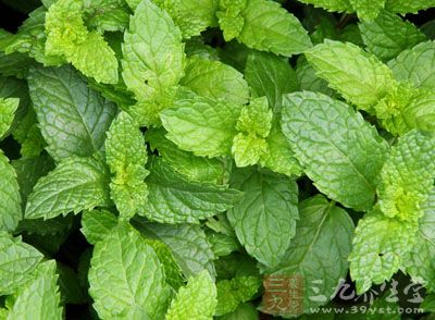 薄荷叶图片