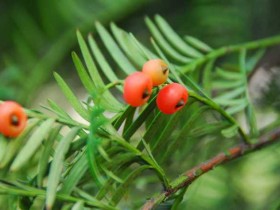 红豆杉的功效与作用