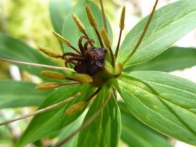 七叶一枝花的功效与作用