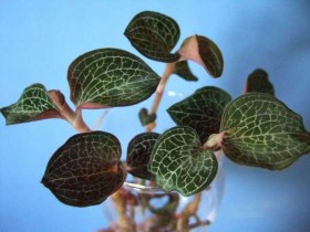 金线莲的功效与作用,金线莲图片,金线莲的食用方法