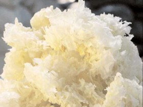 白木耳的功效与作用，白木耳的做法大全