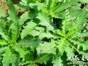 刺儿菜的功效与作用