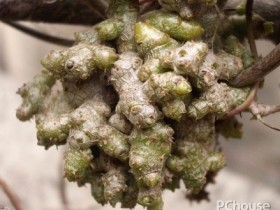 田七的功效与作用及食用方法