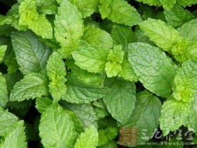 薄荷叶的功效与作用及禁忌,薄荷叶的吃法大全,薄荷叶图片