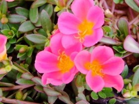 马齿苋的功效与作用,马齿苋图片,马齿苋的做法吃法大全