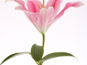 百合的功效与作用及禁忌，百合吃法做法大全