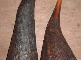 犀牛角的功效与作用，犀角的药用价值