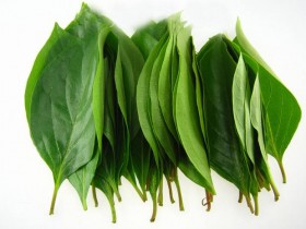 柿子叶的功效与作用，柿子叶的药用价值