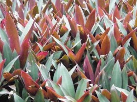 蚌花的功效与作用