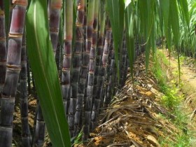 甘蔗的功效与作用