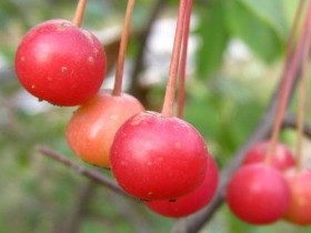 海棠果的功效与作用,海棠果能吃吗,海棠果图片