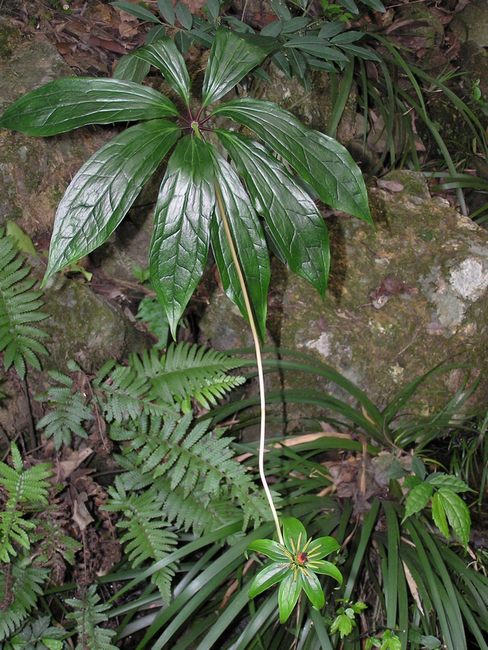 七叶一枝花图片2