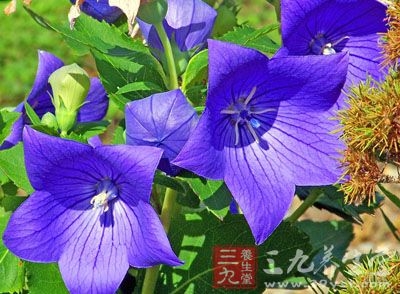 桔梗辛开苦泄，功能宣肺袪痰