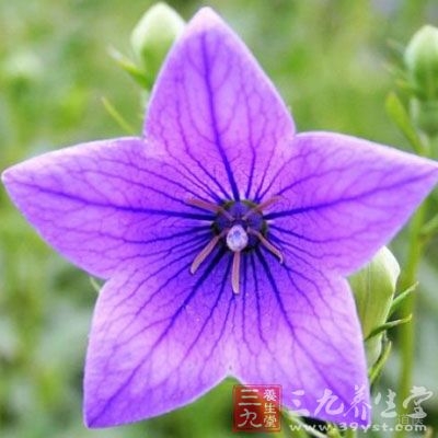 本品配甘草，可袪痰利咽;配枳壳，可利胸膈