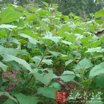 当年yacon引起世界人民的注目，却并不是因为这种红薯一样的块根，而是因为它的叶子