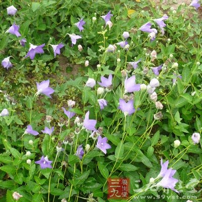 桔梗的毒性：桔梗注射给药会损害健康毒性：桔梗注射给药会损害健康