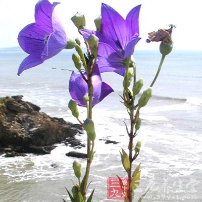 桔梗图片