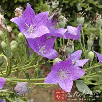 抑制胃液分泌和抗溃疡作用