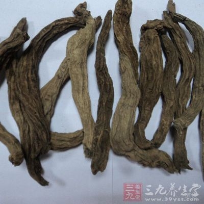 治急喉痹风，不拘大人小儿：玄参、鼠粘子(半生半炒)各一两