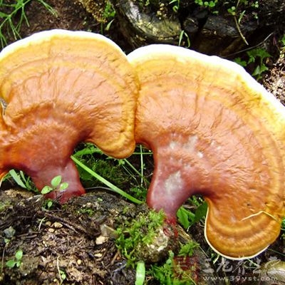 灵芝没有副作用，也从来没有接到过这方面的报告