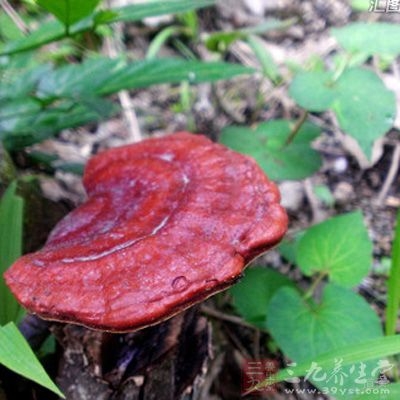 具有抑制过敏反应介质—组织胺的释放，抗过敏反应的作用