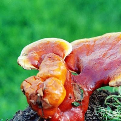 久服滋补强壮、抗衰老，有益寿延年之功效