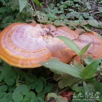 野生灵芝的功效