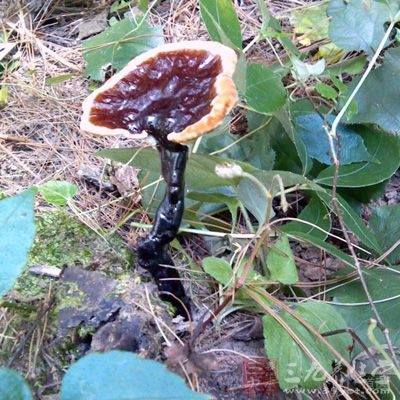 灵芝含有极丰富的稀有元素“锗”，能使人体血液吸收氧的能力增加1.5倍