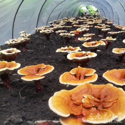 莫将灵芝说大神，能降血脂却是真