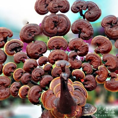 灵芝多糖能显箸促进细胞核内DNA合成能力，并可增加细胞的分裂代数，从而延缓了机体的衰老