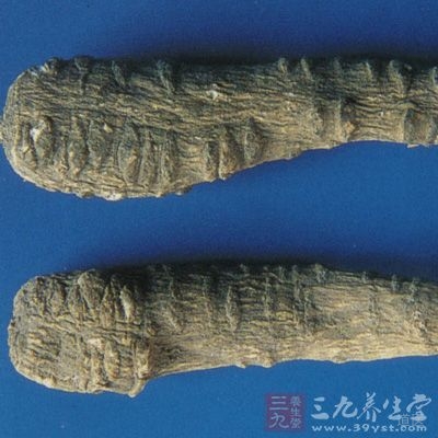 白芷能引起光敏感，能治疗银屑病、白癜风，可与补骨脂、虎杖、紫草等同用