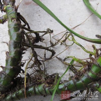 对致病性皮肤真菌有抑制作用